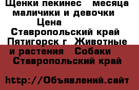 Щенки пекинес,2 месяца,маличики и девочки › Цена ­ 3 000 - Ставропольский край, Пятигорск г. Животные и растения » Собаки   . Ставропольский край